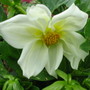Dahlia