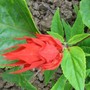 Salvia Vista Red (Salvia)