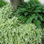 Aegopodium podagraria (Aegopodium podagraria (Ash Weed)(Bishops Weed))