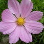 cosmos