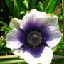 Anemone De Caen (Anemone)