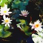This water lily is flowering better than ever this year. (Nymphaea alba (Nenufar Blanco))