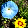 Morning Glory and Coreopsis blooming close together. (Ipomoea purpurea (Morning glory))