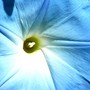 Morning Glory close up. (Ipomoea purpurea (Morning glory))