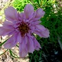 Double pink cosmos (Cosmos bipinnatus (Cosmos))