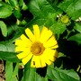Yellow perennial daisy ???? (Rudbeckia speciosa (Showy Coneflower))
