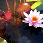 Nice pic of lily in large pond. (Nymphaea alba (Nenufar Blanco))