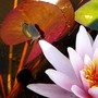 Can you see the water snail swimming towards the lily? (Nymphaea alba (Nenufar Blanco))