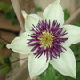 Clematis florida var. sieboldiana (Clematis florida var. sieboldiana)