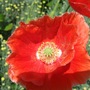 A wild Poppy growing in a border.