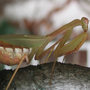 mantis