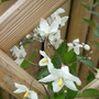 First flowers on my Solanum laxum! (Solanum laxum)
