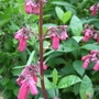 Phygelius 'New Sensation' (Phygelius 'New Sensation')