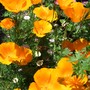 Californian_poppies