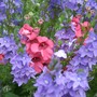 Veronica and Diascia. (Veronica 'Crater Lake Blue')