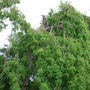 Branch fell off. (Fraxinus excelsior (Common Ash) pendula)
