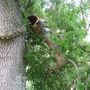 Part of the branch. (Fraxinus excelsior (Common Ash) pendula)
