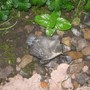 Fledgling Blue Tit