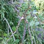 Squashed Prunus. (Prunus mume)