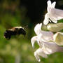 Bee_foxglove_beardtongue_fly_to_6-09-08_med