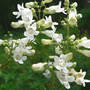 Foxglove Beardtongue (Penstemon digitalis (Foxglove Beardtongue))