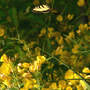 Sundrops With Tiger Swallowtail (Oenothera fruticosa (Sundrops))