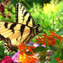 Tiger Swallowtail Finds Butterfly Weed (Asclepias tuberosa)