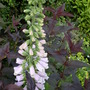 summer border 1