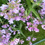 summer border 3