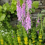 summer border 4