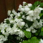 mock orange(not sure)