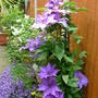 president clematis