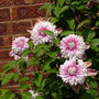 josephine clematis
