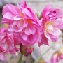 A garden flower photo (Helianthemum apenninum)