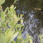 dragonflies