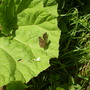 butterflies