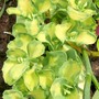 A garden flower photo (Sedum)