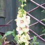 Verbascum bombyciferum