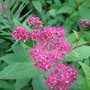 Spiraea Flower (Spiraea japonica)