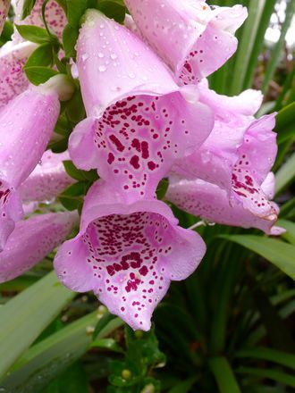 A garden flower photo