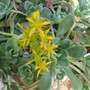 Sedum Cape Bianco (Sedum)