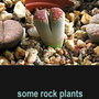 rock-plants