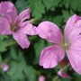 Pink Geraniums (Geranium x oxonianum (Hardy geranium))