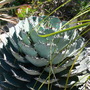 spikey!