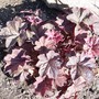 Heuchera (Heuchera x villosa "Mocha")