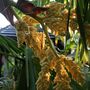Palm flower 8 June