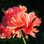 Single_poppy_9_june