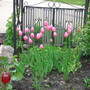 Pink Tulips