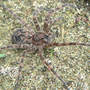 Dolomedes tenebrosus