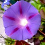 Morning Glory on the terrace. (Ipomoea purpurea (Morning glory))